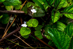Diclis rotundifolia