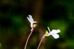 Diclis rotundifolia