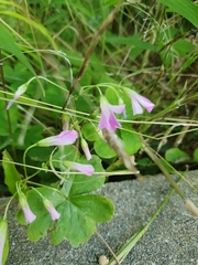 Oxalis debilis