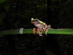 Dendropsophus sarayacuensis
