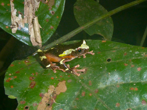 Mottled Clown Treefrog, Dendropsophus sarayacuensis