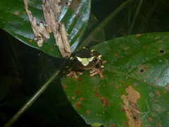 Dendropsophus sarayacuensis