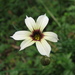 Sisyrinchium iridifolium - Photo (c) Melburnian, μερικά δικαιώματα διατηρούνται (CC BY-SA)