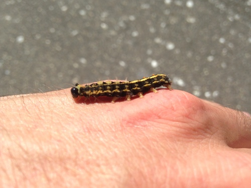 White-marked tussock moth