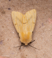 Spilosoma lutea