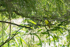 Pitangus sulphuratus