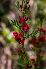 Indigofera hilaris
