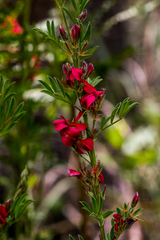Indigofera hilaris