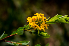 Lasiosiphon macropetalus