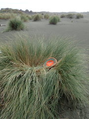 Cryptachaea blattea