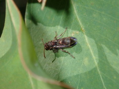 Ropalidia plebeiana