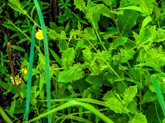Osteospermum grandidentatum