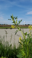 Melilotus officinalis