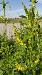Melilotus officinalis