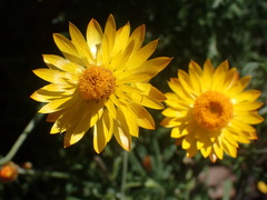 Leucochrysum albicans