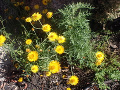 Leucochrysum albicans