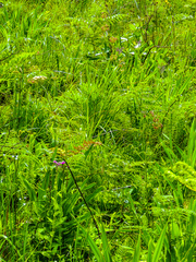 Pelargonium schlechteri