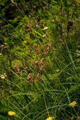 Pelargonium schlechteri