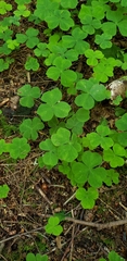 Oxalis