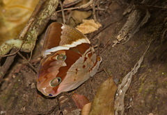 Thauria lathyi