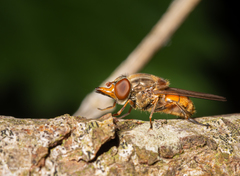 Rhingia campestris