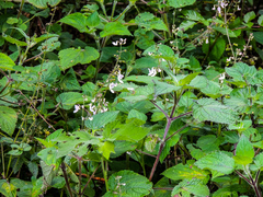 Equilabium laxiflorum