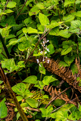 Equilabium laxiflorum