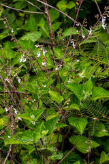 Equilabium laxiflorum