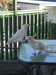 Cacatua galerita galerita