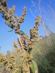 Rumex