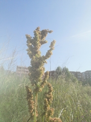 Rumex