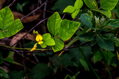 Rhynchosia caribaea