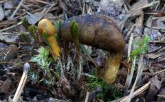 Rhopalogaster transversarius