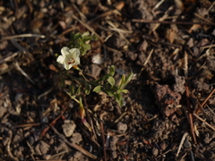 Xenostegia tridentata
