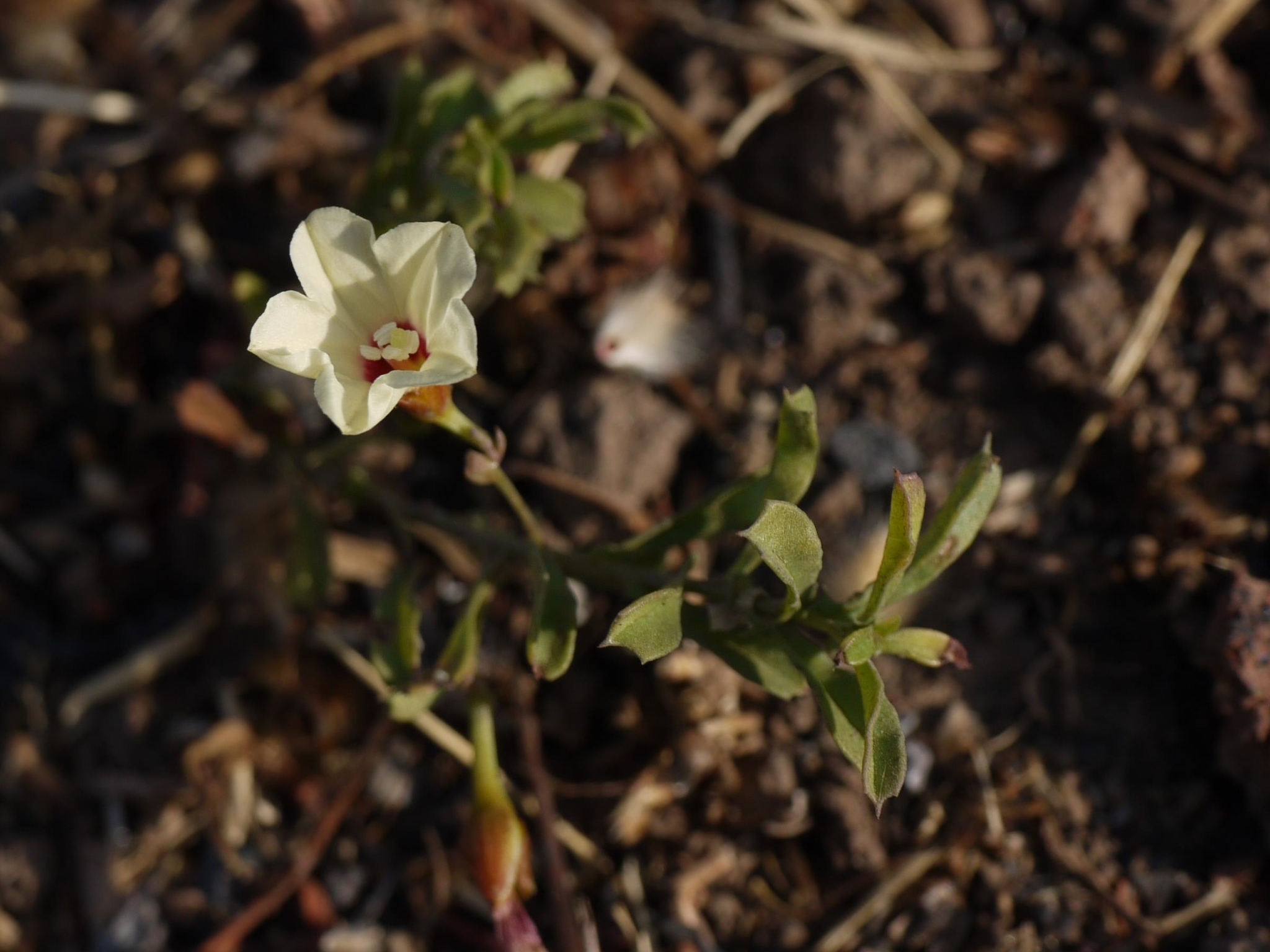 Xenostegia tridentata subsp. tridentata