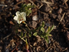 Xenostegia tridentata