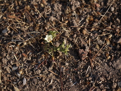 Xenostegia tridentata