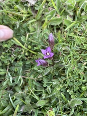 Gentianella anglica