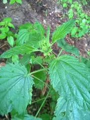 Urtica dioica