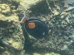 Acanthurus achilles