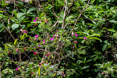 Tephrosia shiluwanensis