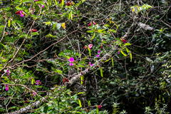 Tephrosia shiluwanensis