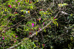 Tephrosia shiluwanensis