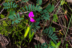 Tephrosia shiluwanensis