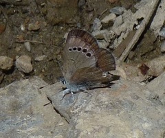 Glaucopsyche astraea