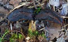 Rhopalogaster transversarius