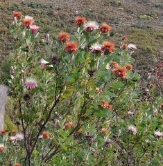 Protea aurea aurea × punctata