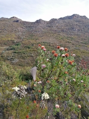 Protea aurea aurea × punctata