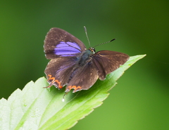 Heliophorus epicles