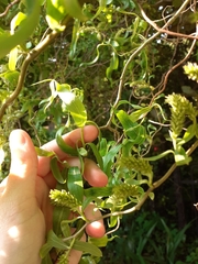 Salix babylonica tortuosa